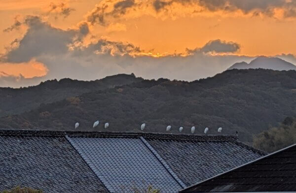 ふと眺めた景色…。急いでカメラを向けた瞬間2羽飛び立ち、間が抜けてしまっていますが 笑。こういうタイミングや景色があるのが良いです！笑